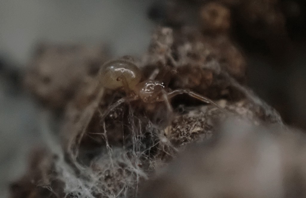Robertus_neglectus-2.jpg