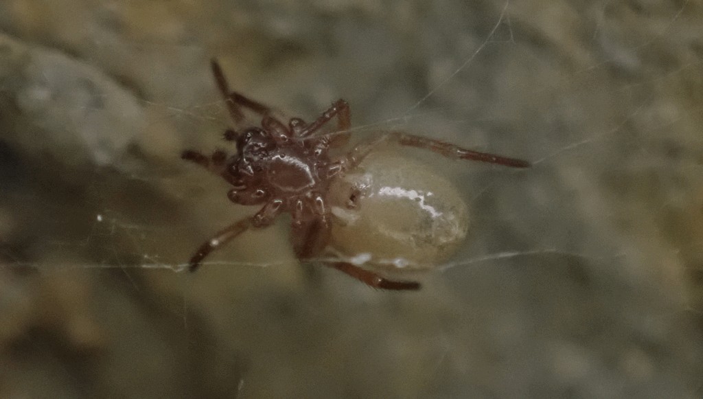 Robertus_neglectus-3.jpg