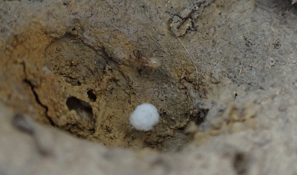 Robertus_neglectus-4.jpg