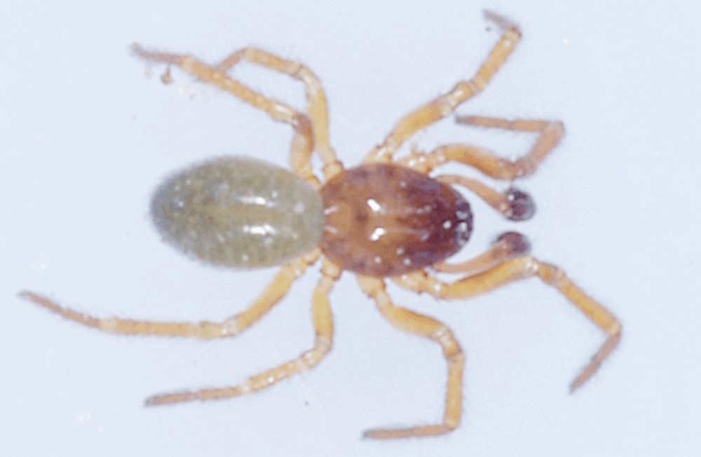 Robertus_neglectus-5.jpg