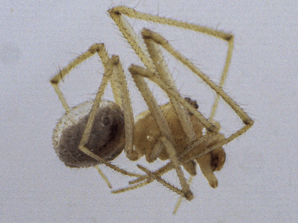 Rugathodes_bellicosus-2.jpg