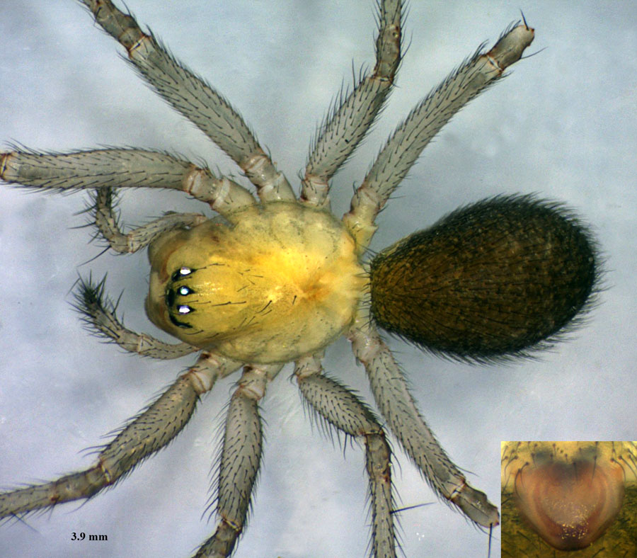 Saaristoa_abnormis-3.jpg