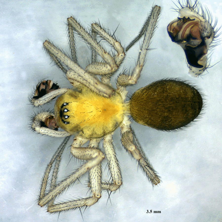 Saaristoa_abnormis-4.jpg