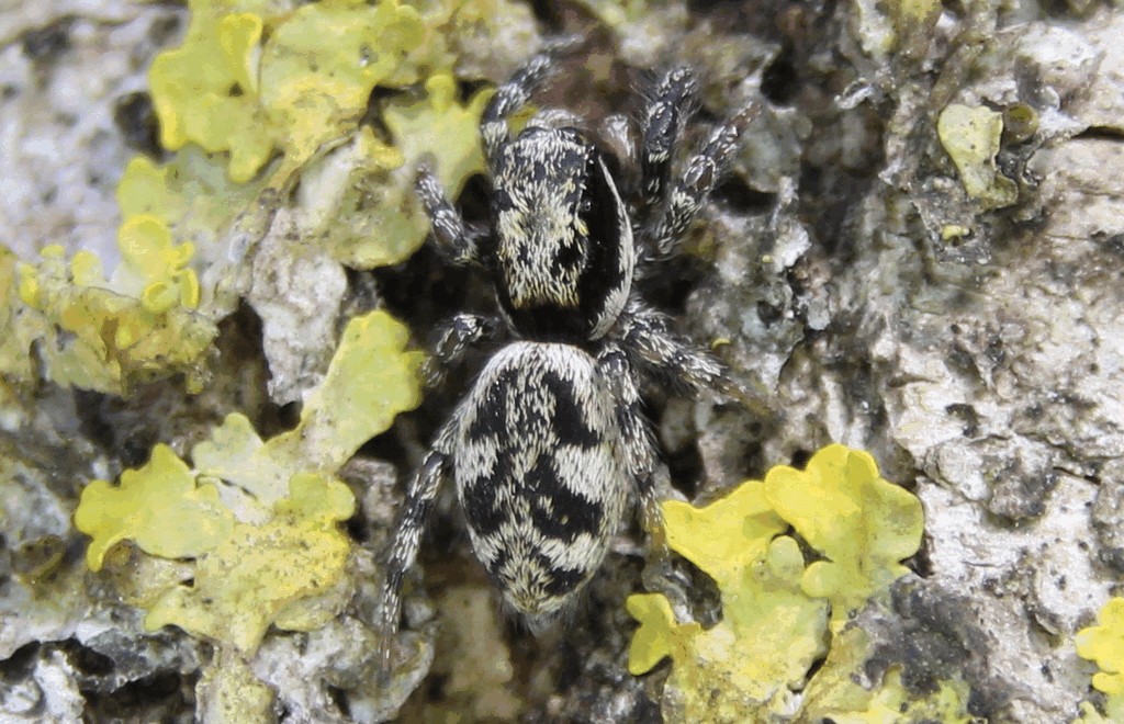 Salticus_cingulatus-1.jpg