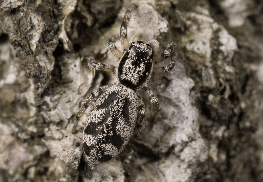 Salticus_cingulatus-2.jpg