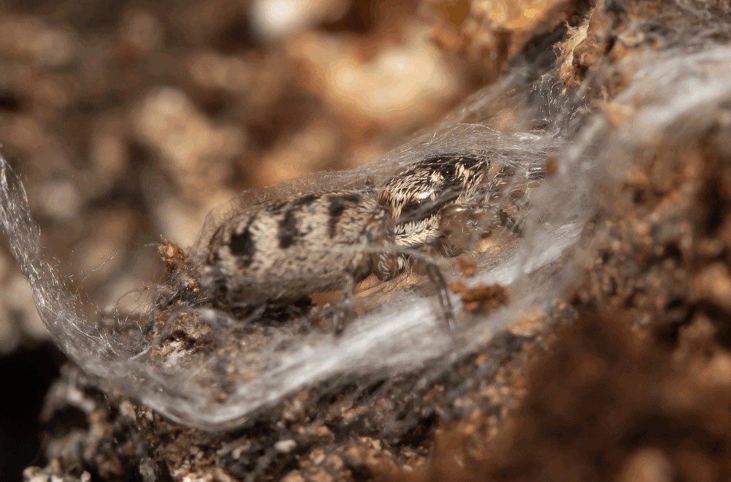 Salticus_cingulatus-3.jpg