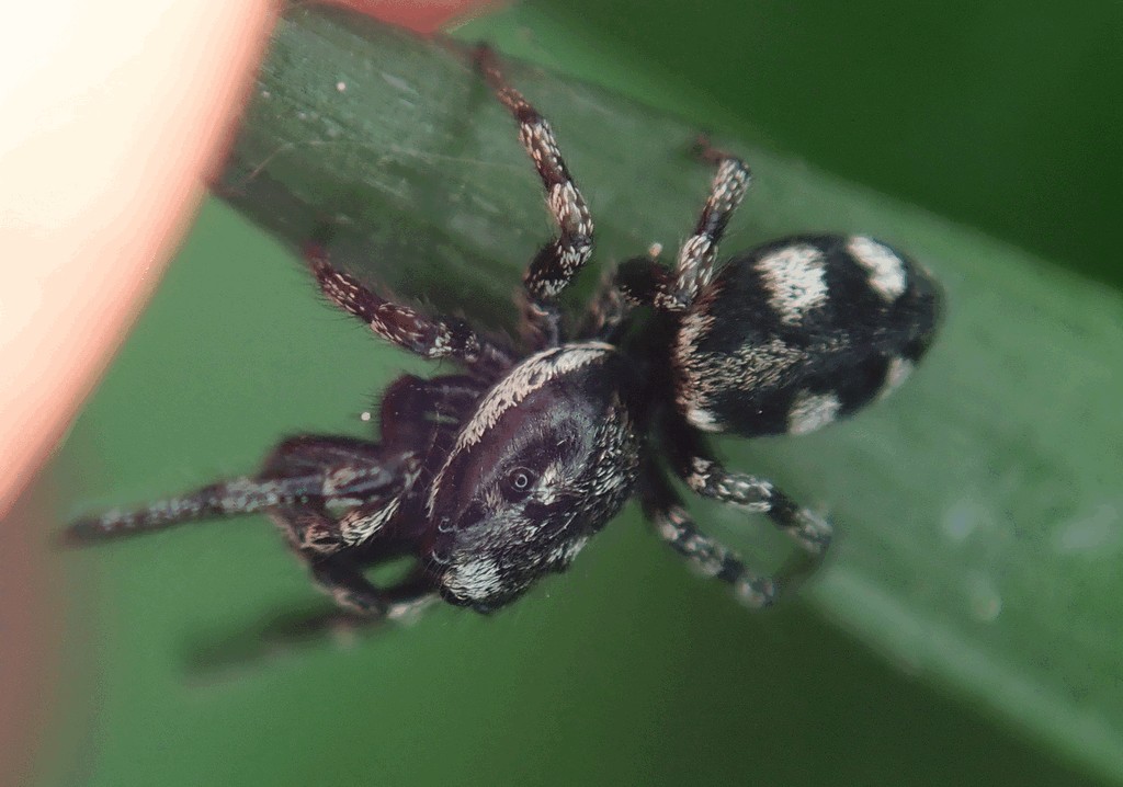 Salticus_cingulatus-4.jpg
