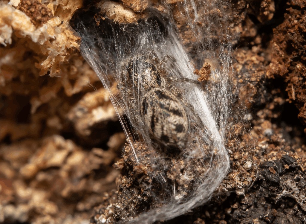 Salticus_cingulatus-5.jpg