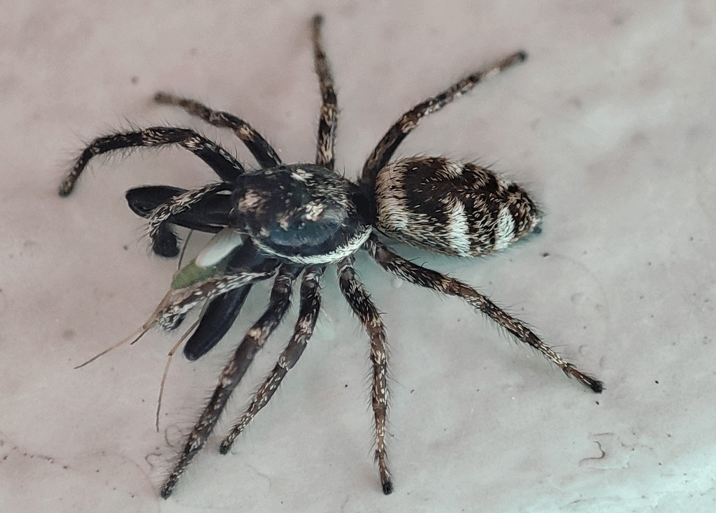 Salticus_scenicus-1.jpg