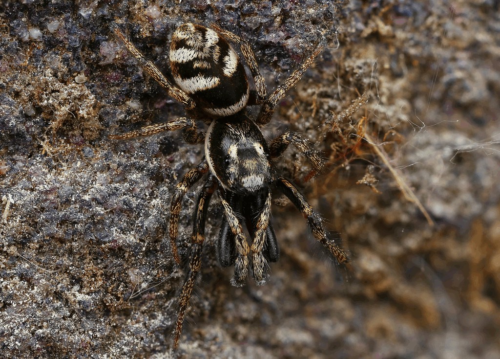 Salticus_scenicus-2.jpg