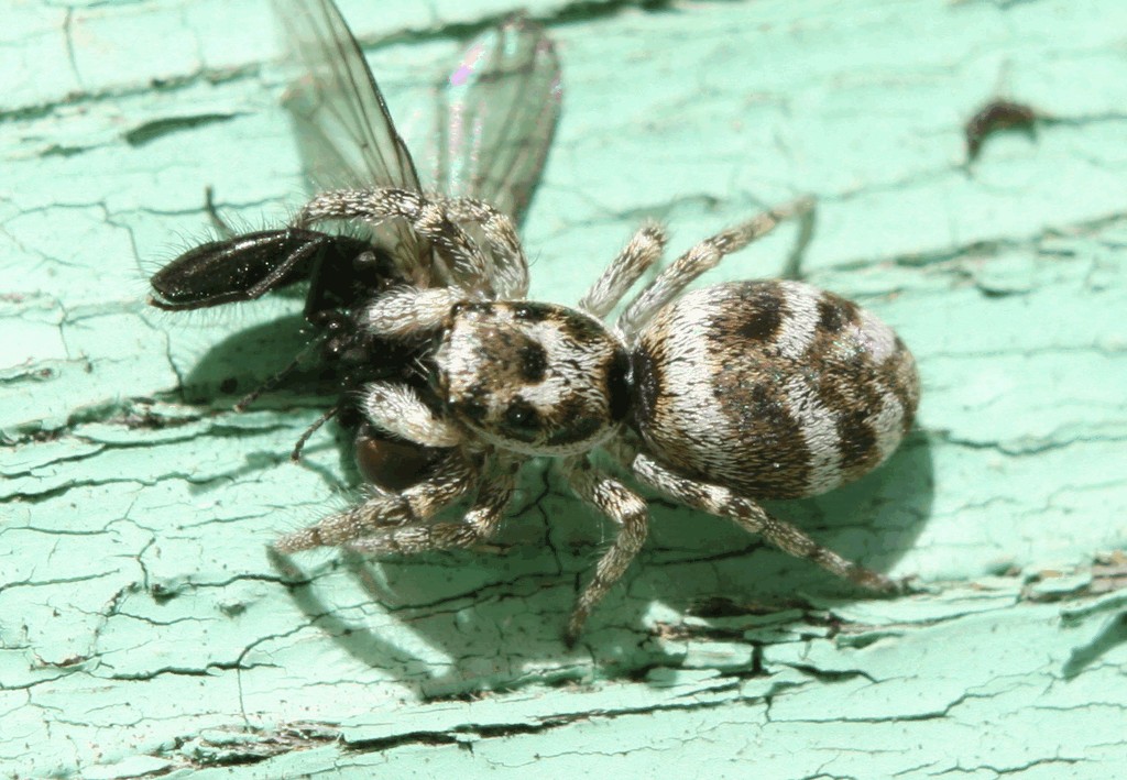 Salticus_scenicus-3.jpg
