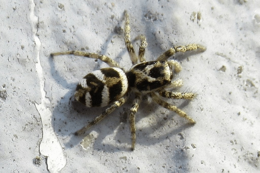 Salticus_scenicus-4.jpg