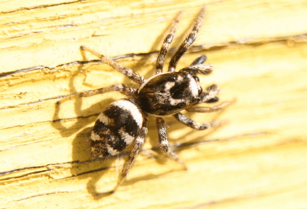 Salticus_scenicus-5.jpg