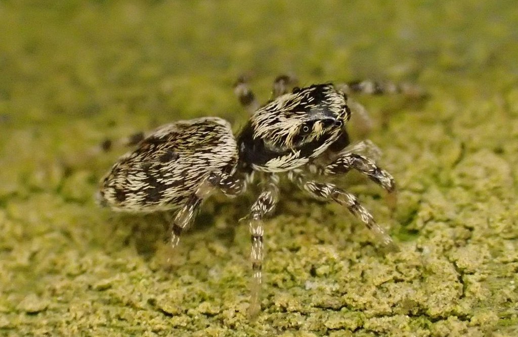 Salticus_zebraneus-0.jpg