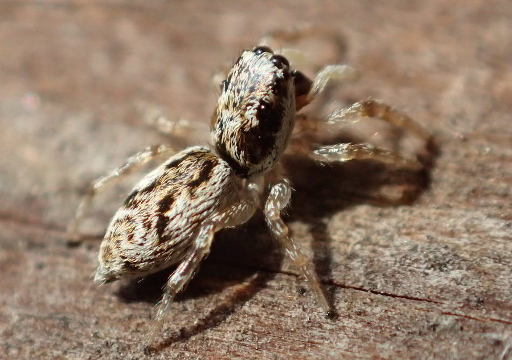 Salticus_zebraneus-3.jpg