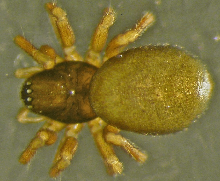 Savignia_frontata-4.jpg