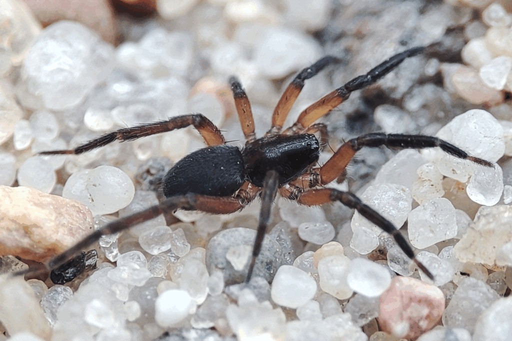 Scotina_palliardii-1.jpg