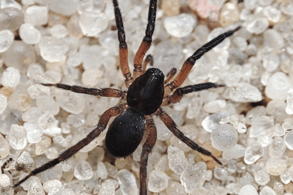 Scotina_palliardii-2.jpg