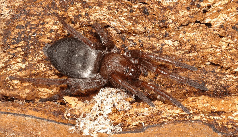 Scotophaeus_quadripunctatus-1.jpg