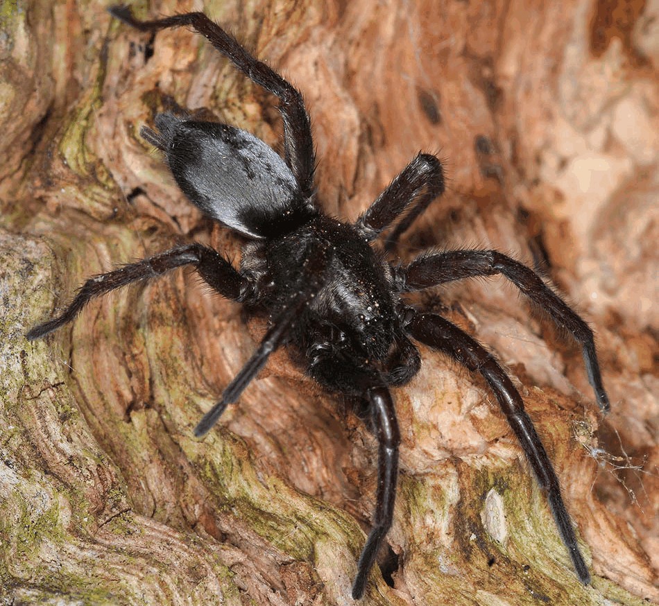 Scotophaeus_quadripunctatus-2.jpg