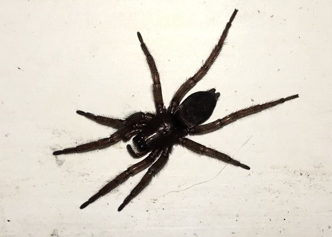 Scotophaeus_quadripunctatus-3.jpg