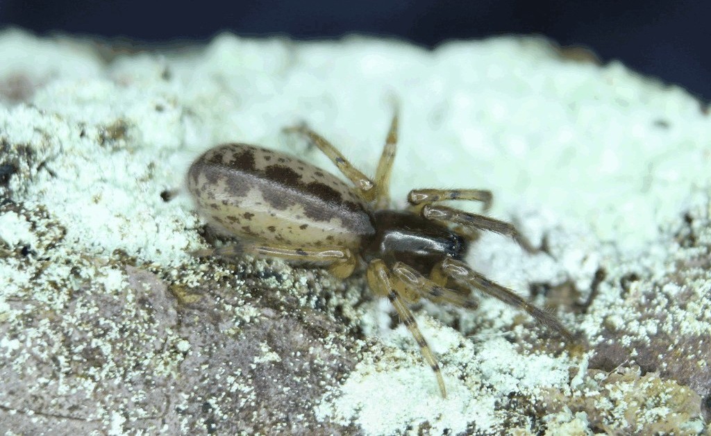 Segestria_senoculata-1.jpg