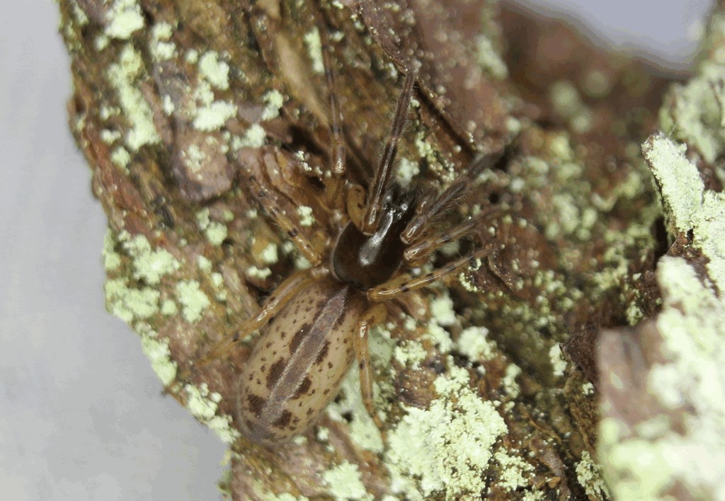 Segestria_senoculata-2.jpg