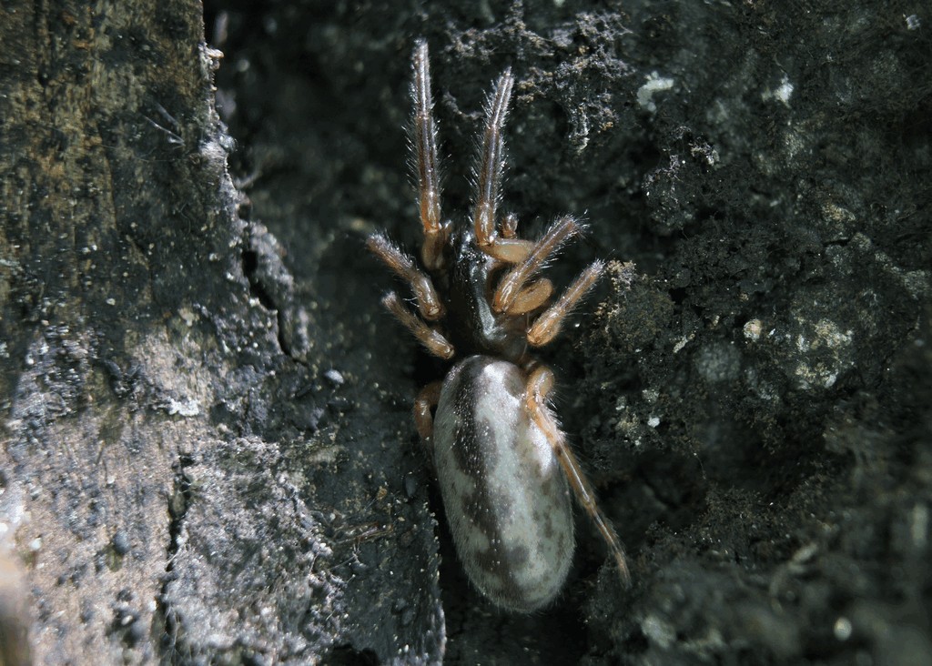 Segestria_senoculata-3.jpg