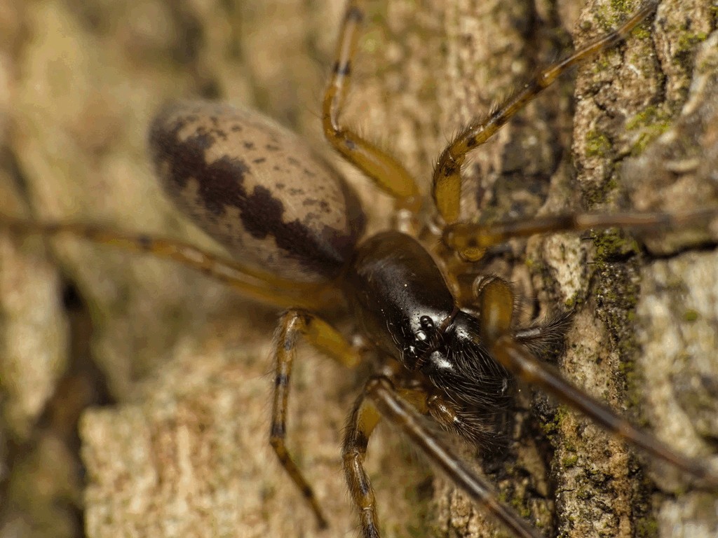 Segestria_senoculata-4.jpg
