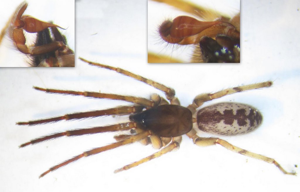 Segestria_senoculata-6.jpg