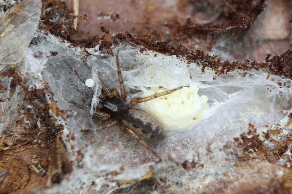 Segestria_senoculata-7.jpg