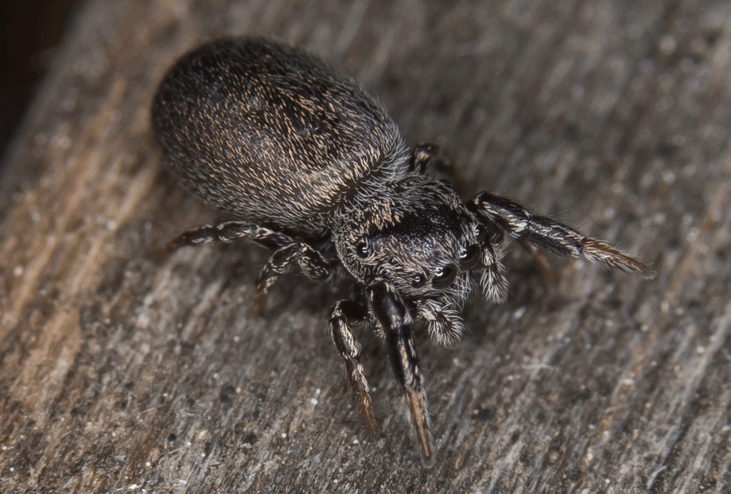 Sibianor_aurocinctus-1.jpg
