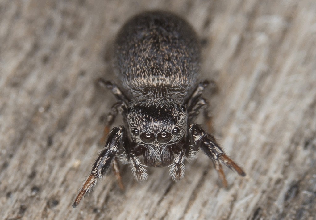 Sibianor_aurocinctus-3.jpg