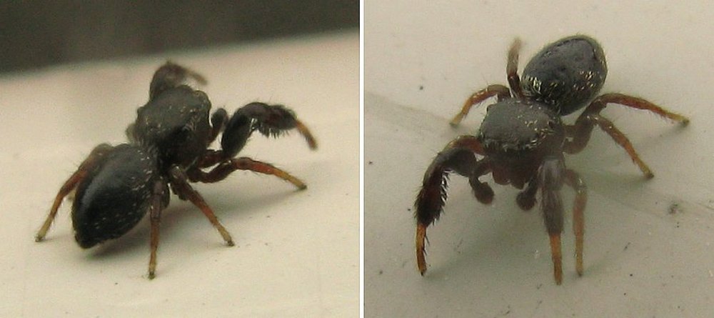 Sibianor_aurocinctus-4.jpg