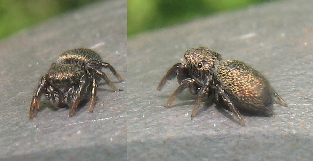Sibianor_aurocinctus-5.jpg
