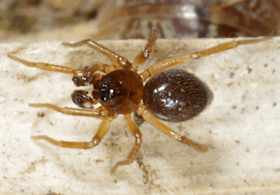 Silometopus_elegans-1.jpg