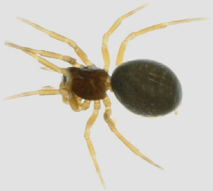 Silometopus_elegans-3.jpg