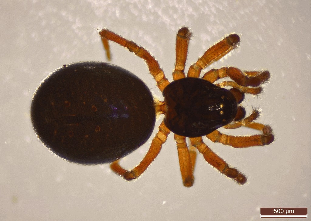 Silometopus_reussi-1.jpg