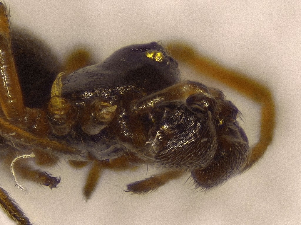 Silometopus_reussi-2.jpg