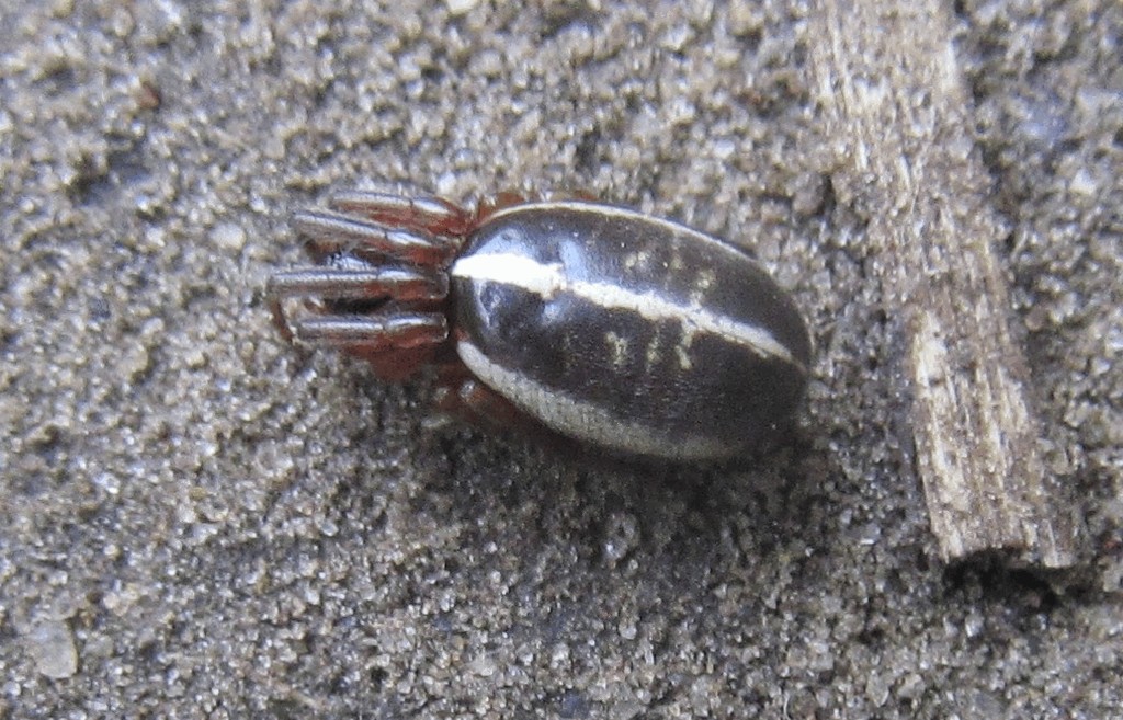 Singa_nitidula-2.jpg