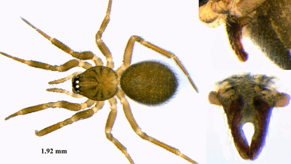 Sintula_corniger-1.jpg