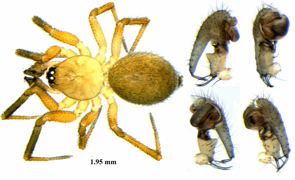 Sintula_corniger-2.jpg
