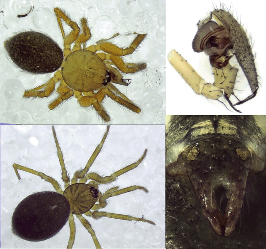 Sintula_corniger-3.jpg