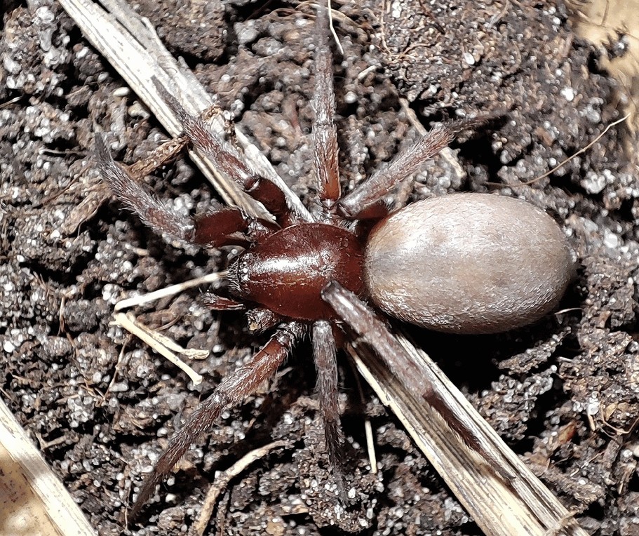 Sosticus_loricatus-1.jpg