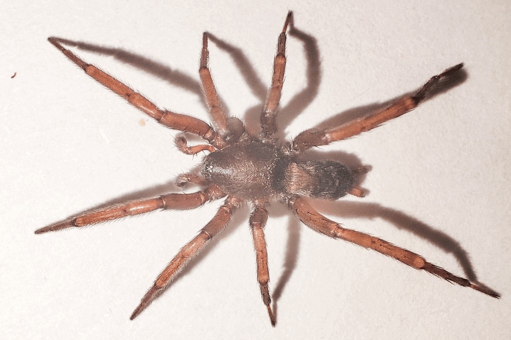 Sosticus_loricatus-2.jpg