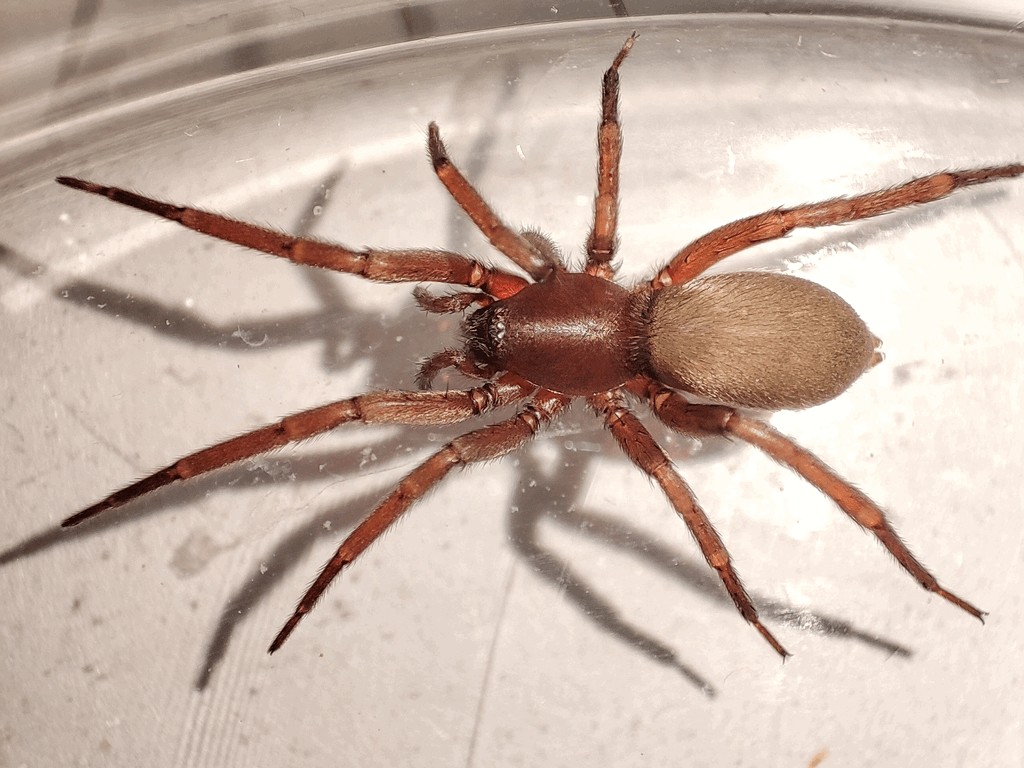 Sosticus_loricatus-3.jpg