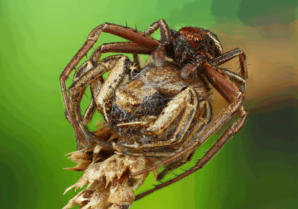 Spiracme_striatipes-3.jpg