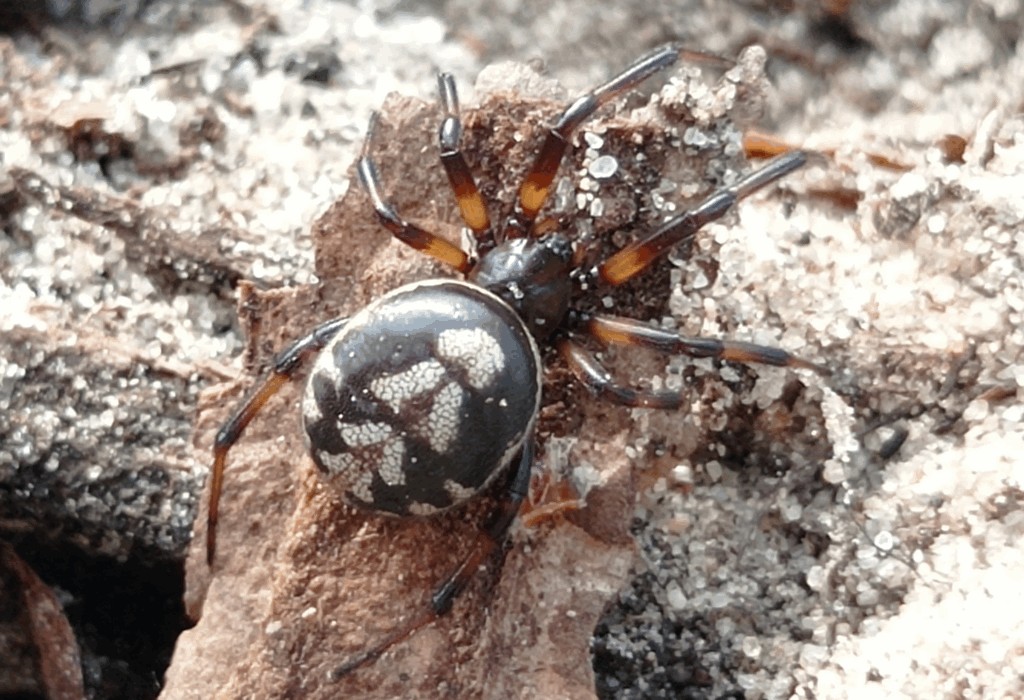 Steatoda_albomaculata-1.jpg