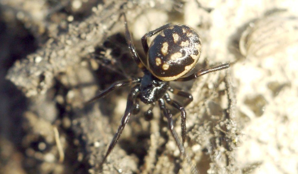 Steatoda_albomaculata-2.jpg
