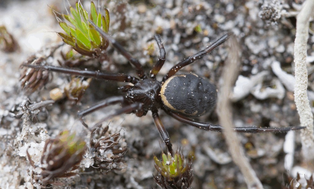 Steatoda_albomaculata-4.jpg